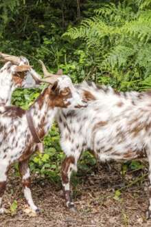 Cabras algarvias ajudam a prevenir incêndios no Parque da Pena através do controlo natural da vegetação